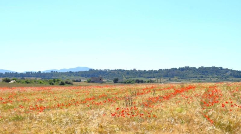 Balearic Islands - Muro - 14100m2