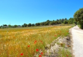 Detached villa with land for sale on España, Muro, ref: TR244939 photo