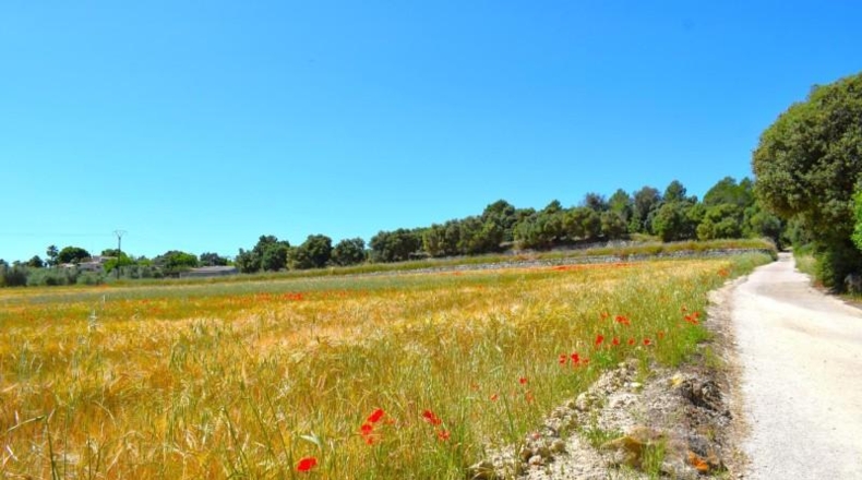 Balearic Islands - Muro - 14100m2