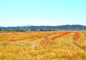 Detached villa with land for sale on España, Muro, ref: TR244939 photo