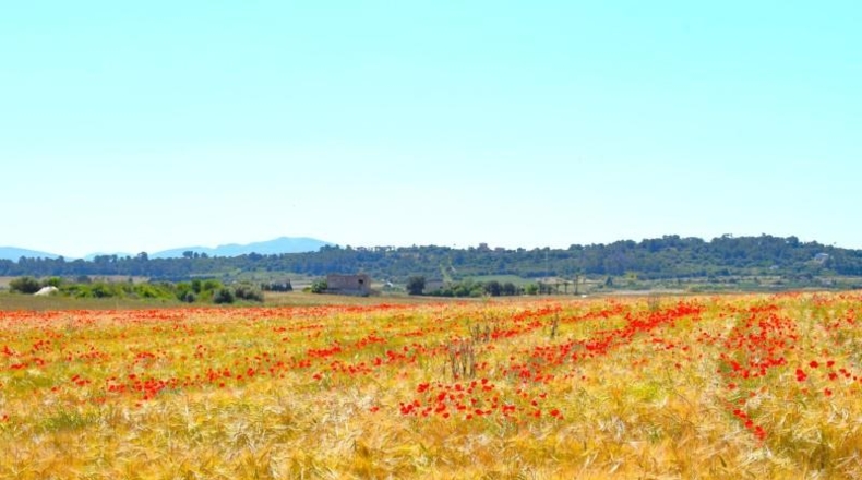 Balearic Islands - Muro - 14100m2