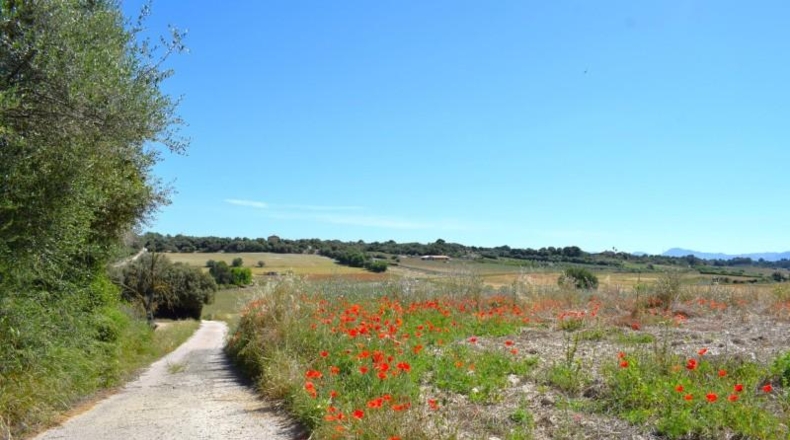 Balearic Islands - Muro - 14100m2