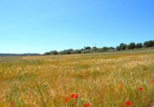 Detached villa with land for sale on España, Muro, ref: TR244939 photo