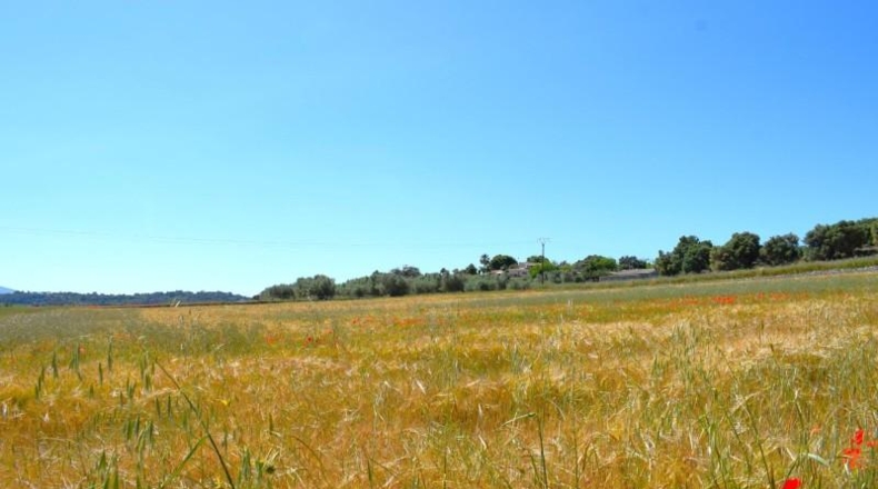 Balearic Islands - Muro - 14100m2