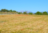 Detached villa with land for sale on España, Muro, ref: TR244939 photo