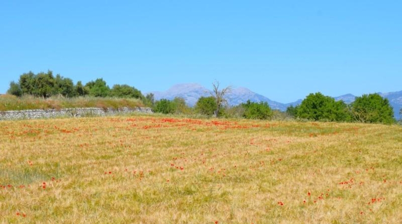 Balearic Islands - Muro - 14100m2