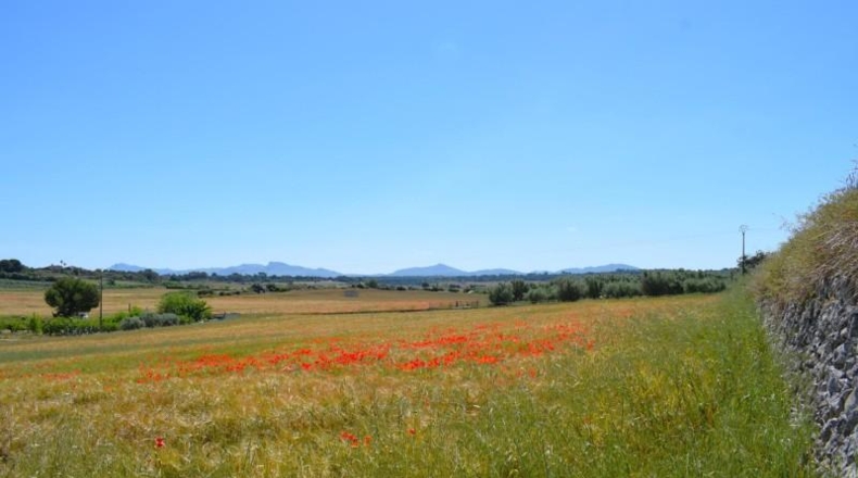 Balearic Islands - Muro - 14100m2