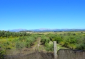 Detached villa with land for sale on España, Muro, ref: TR244939 photo