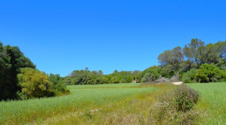 Balearic Islands - Muro - 14100m2