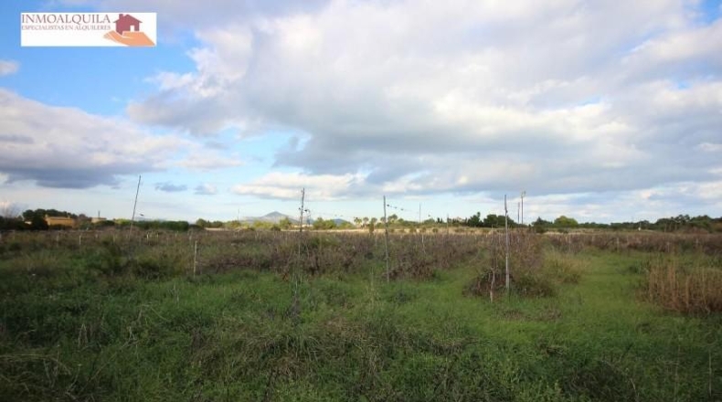 Islas Baleares - Muro - 14700m2