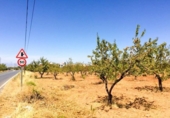 Parcela urbanizable en venta en la España, Dílar, ref: TR175917 foto
