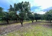 Chalet independiente con terreno en venta en la España, Encinarejo de Córdoba, ref: TR371979 foto
