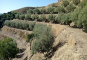 Parcela urbanizable en venta en la España, Almuñécar, ref: TR113255 foto