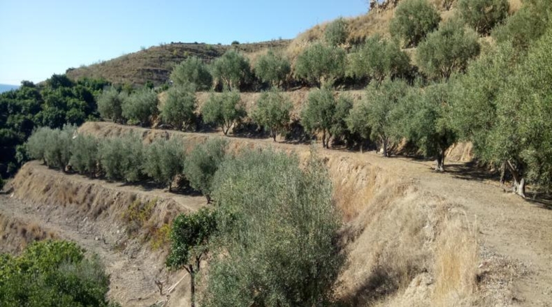 Granada - Almuñécar - 10000m2