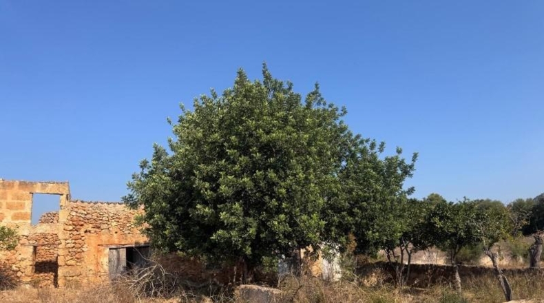Illes Balears - Inca - 22099m2