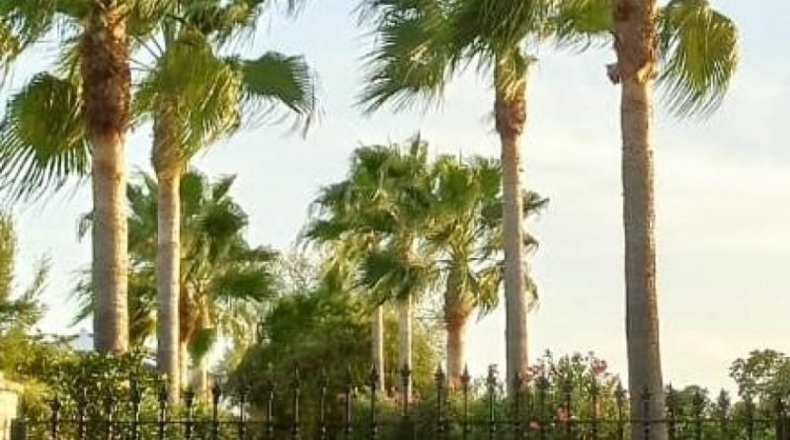 Huelva - Villalba del Alcor - 4152m2