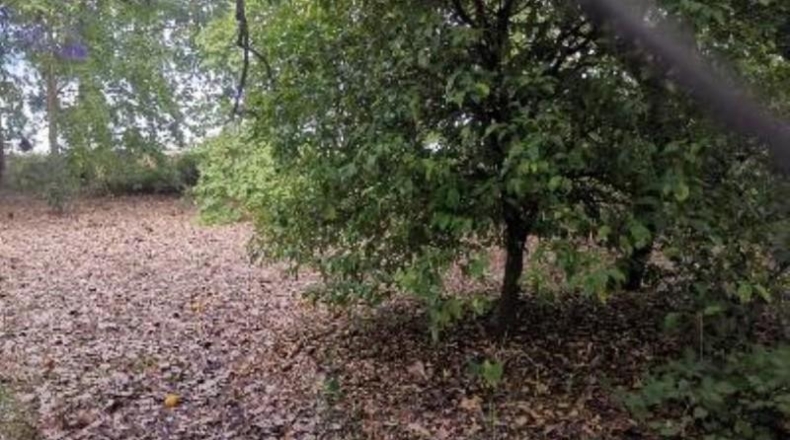Sevilla - Umbrete - 14600m2