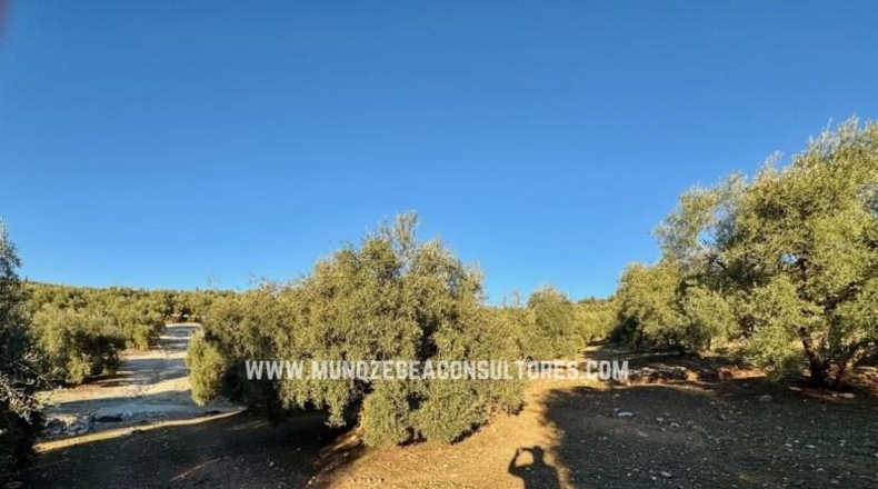 Cordova - Lucena - 58049m2