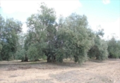 Terreno no urbanizable en venta en la España, Lucena, ref: TR242137 foto