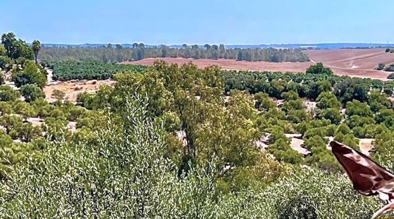 Sevilla - Cantillana - 19806m2