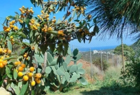 Estepona 14670&nbsp;m²