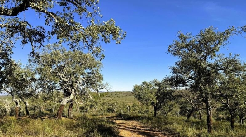 Segovia - Berrocal - 247704m2