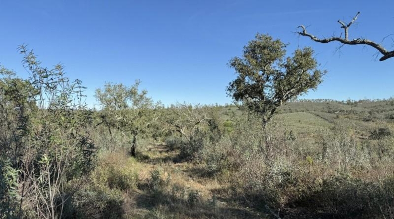 Segovia - Berrocal - 247704m2