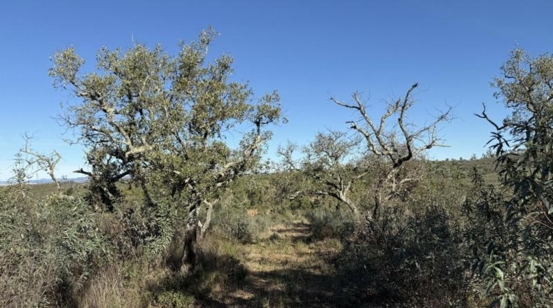 Segovia - Berrocal - 247704m2