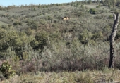 Terreno no urbanizable en venta en la España, Berrocal, ref: TR347703 foto