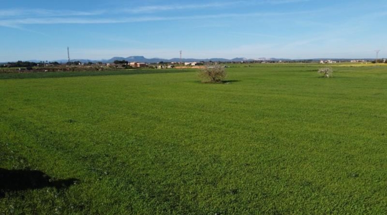 Islas Baleares - Campos - 14773m2