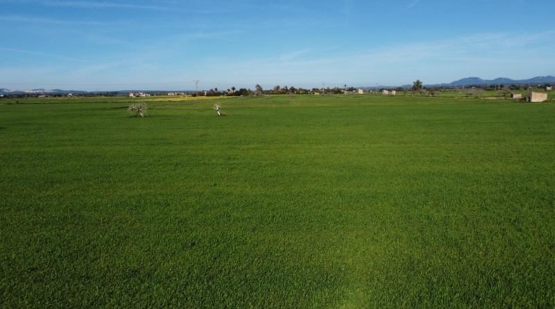 Islas Baleares - Campos - 14773m2