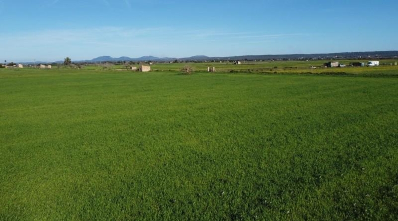Islas Baleares - Campos - 14773m2