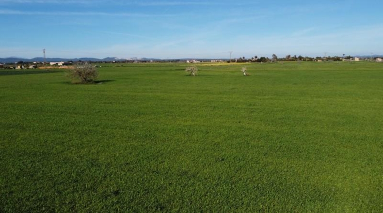 Islas Baleares - Campos - 14773m2