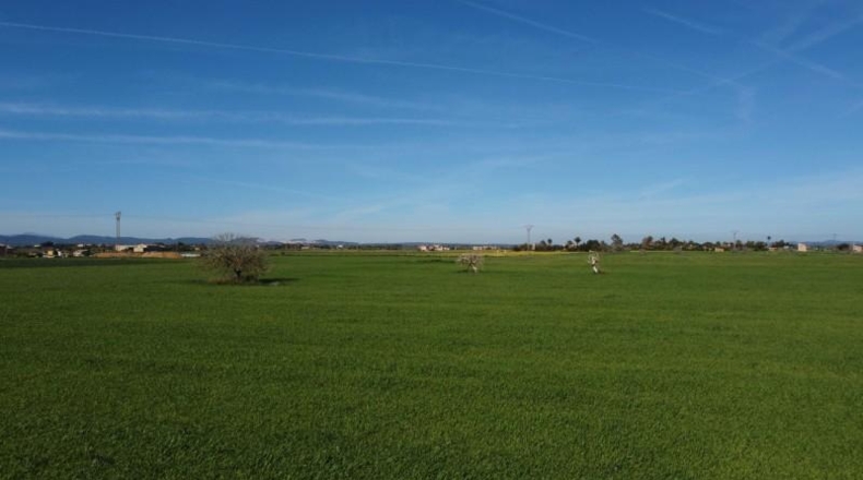 Islas Baleares - Campos - 14773m2