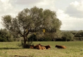 Parcel·la urbanitzable en venda a la España, Ciutadella de Menorca, ref.: TR314234 foto