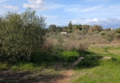 Terreny no urbanitzable en venda a la España, Sineu, ref.: TR367191 foto