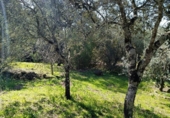 Non-developable land for sale on España, Encinarejo de Córdoba, ref: TR120775 photo