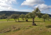 Xalet independent amb terreny en venda a la España, Villanueva del Rey, ref.: TR362973 foto