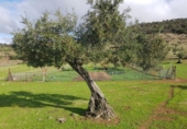 Xalet independent amb terreny en venda a la España, Villanueva del Rey, ref.: TR362973 foto
