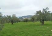 Chalet independiente con terreno en venta en la España, Alozaina, ref: TR136006 foto
