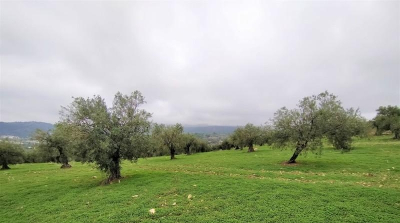 Málaga - Alozaina - 120000m2