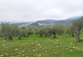 Chalet independiente con terreno en venta en la España, Alozaina, ref: TR136006 foto
