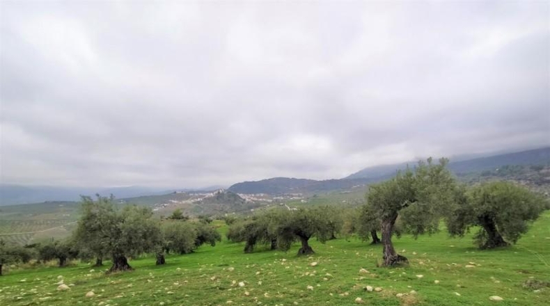 Málaga - Alozaina - 120000m2