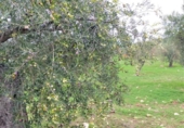 Chalet independiente con terreno en venta en la España, Alozaina, ref: TR136006 foto