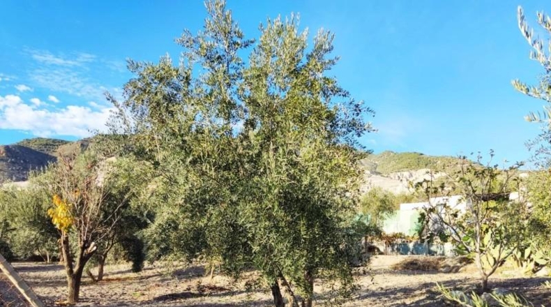 Granada - Padul - 5500m2