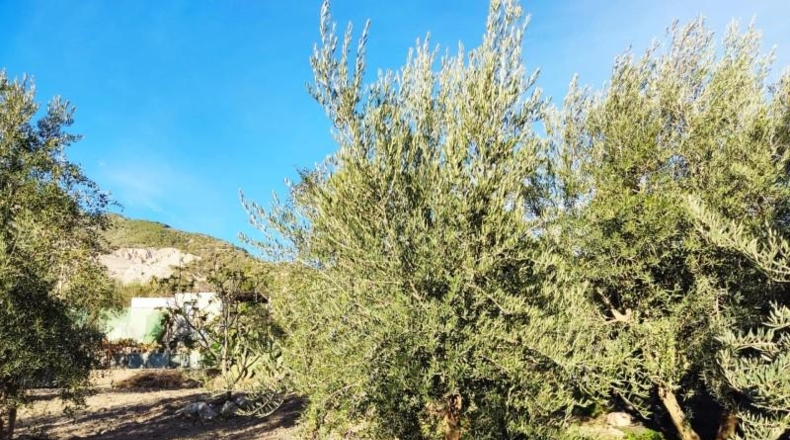 Granada - Padul - 5500m2
