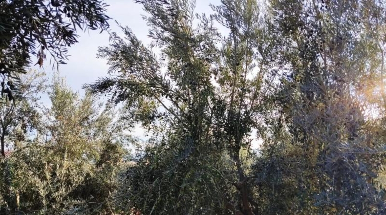 Granada - Padul - 5500m2
