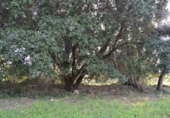 Detached villa with land for sale on España, Muro, ref: TR245233 photo