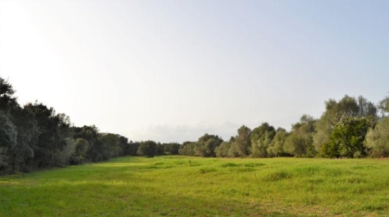 Balearic Islands - Muro - 22239m2