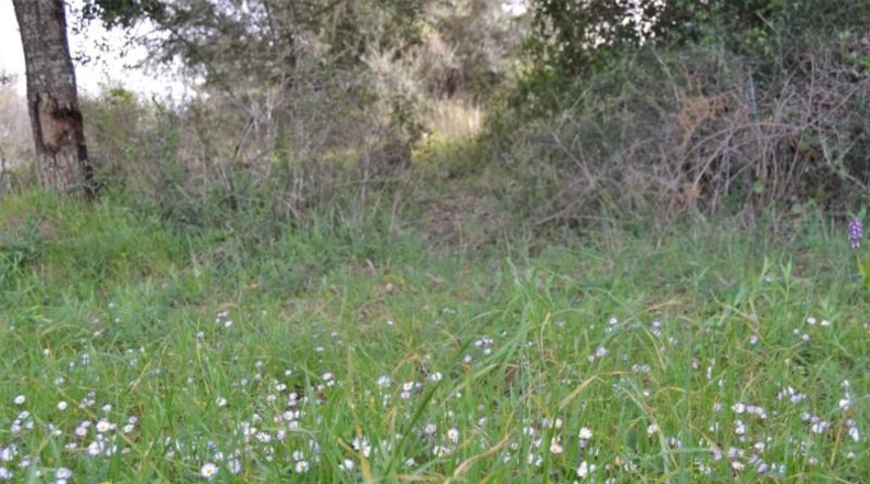 Balearic Islands - Muro - 22239m2